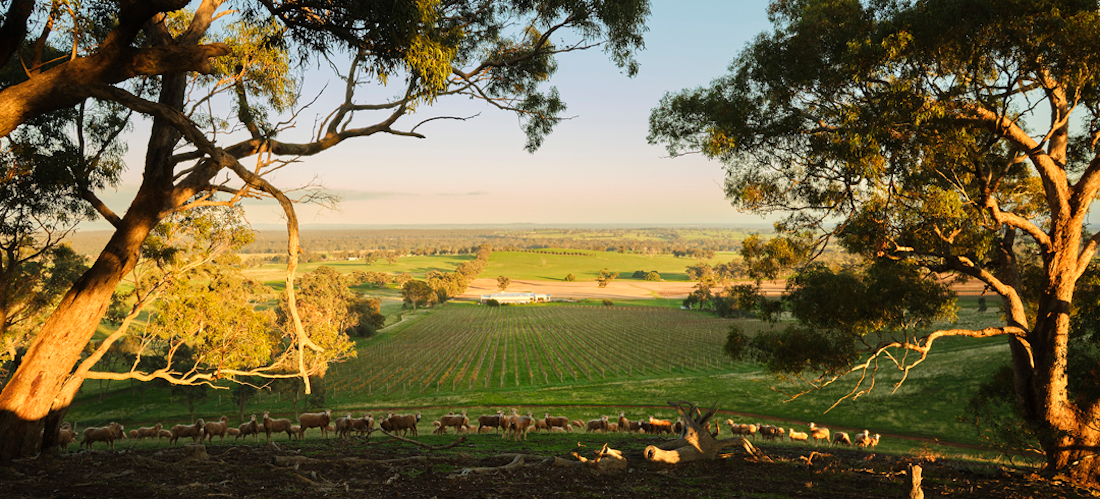 Tellurian vineyard